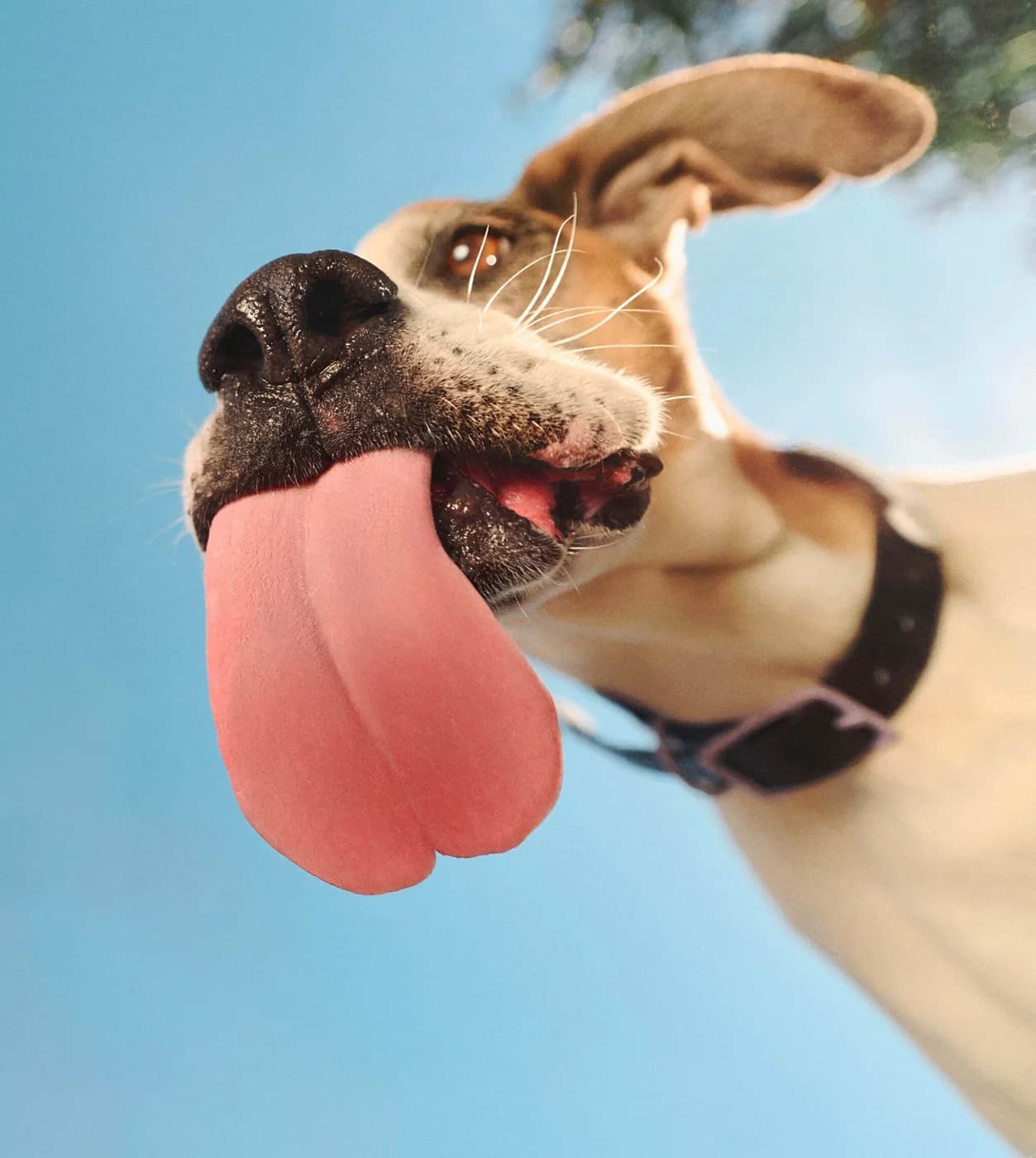 Ollie — image from homepage