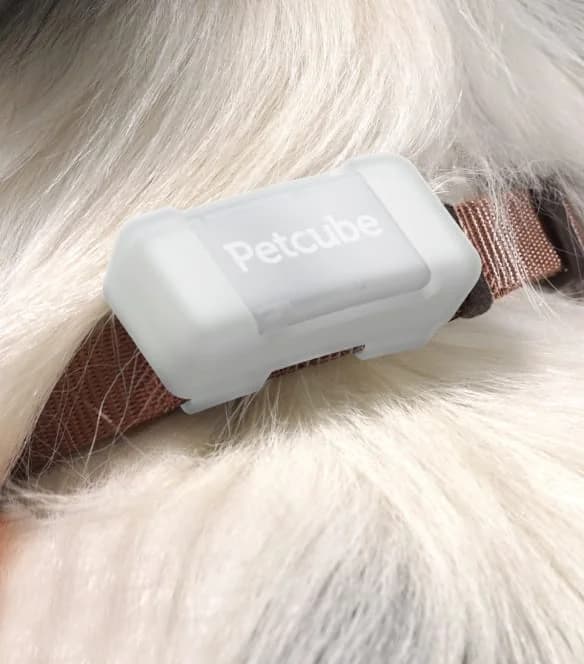 Petcube web-site — image from homepage