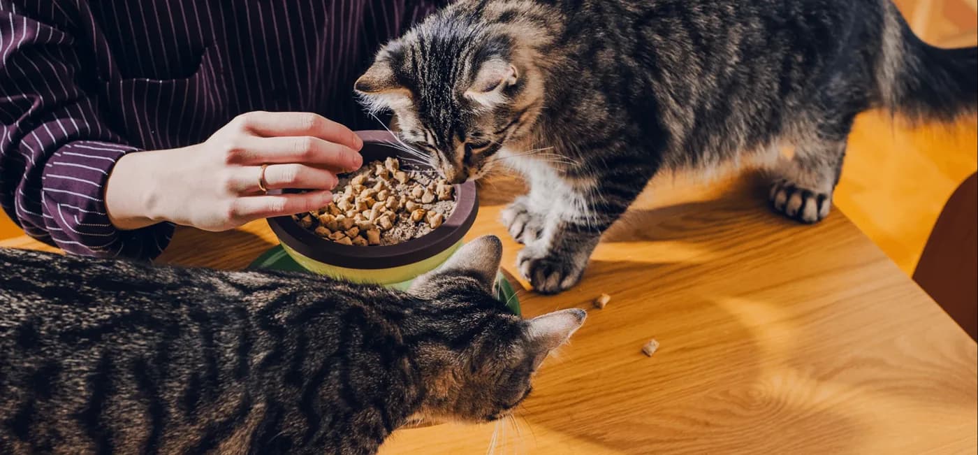 Fresh Human-Grade Cat Food Delivery | Sm — image from homepage