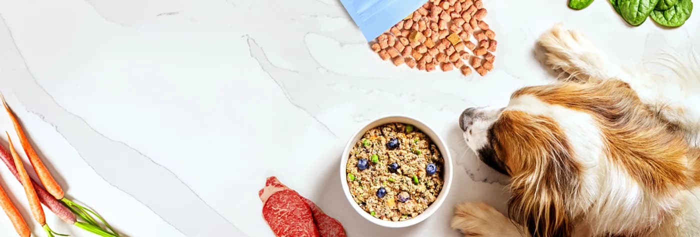 Healthy, Fresh Dog Food Delivery Service — image from homepage
