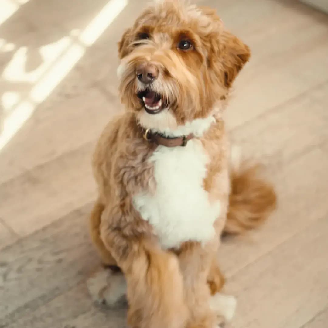 Sundays Air-Dried Food for Dogs — image from homepage