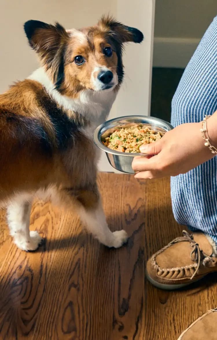 The Farmer's Dog — image from homepage